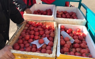 媒體農大 菜籃子米袋子肉盤子 穩(wěn)產保供背后有只&ldquo;看得見的手&rdquo;