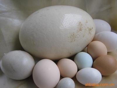 直供全球三大超市企業禽蛋綠色有機食品