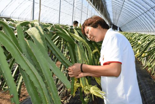 陜西閻良 為鄉(xiāng)村振興奠定產業(yè)基礎