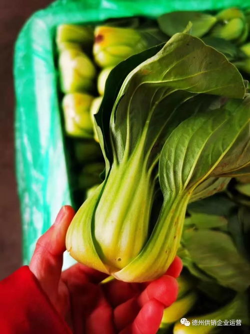 保供給,穩(wěn)物價 德州市供銷社系統全力抗擊疫情