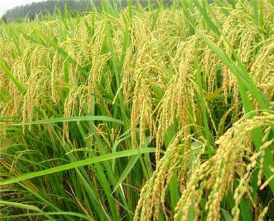 家禽養(yǎng)殖業(yè)稅收減免政策匯總